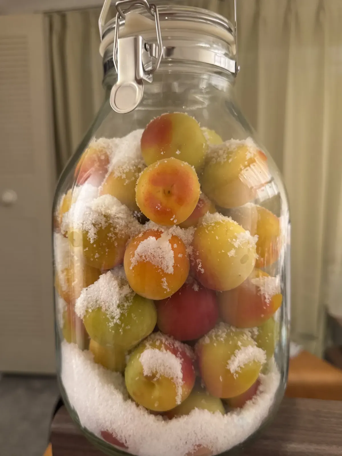 Ripe yellow and blushed ume plums layered with coarse white sea salt in a tall glass jar
