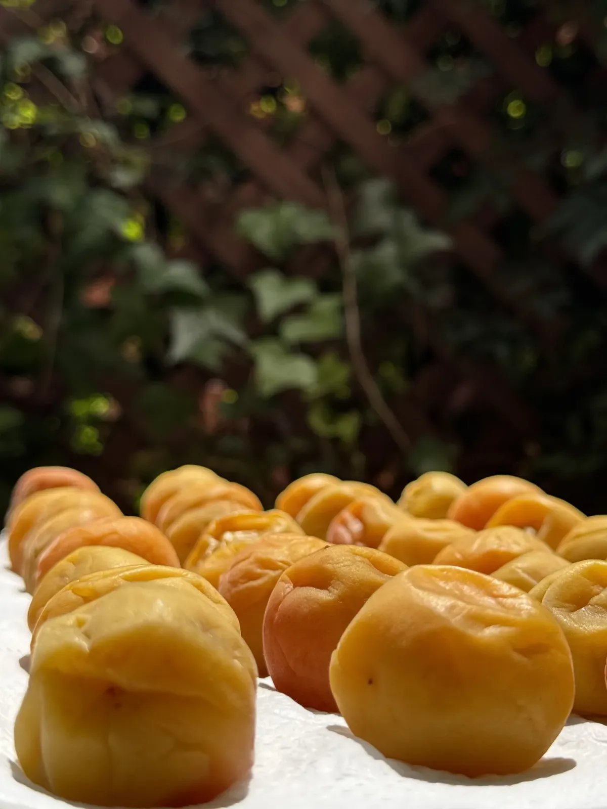 Ume plums laid out on a white cloth outdoors in full sun, with green hedging behind